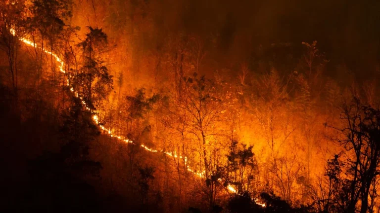 Uberlândia registra 250 incêndios no primeiro semestre de 2023; estiagem intensifica risco de queimadas
