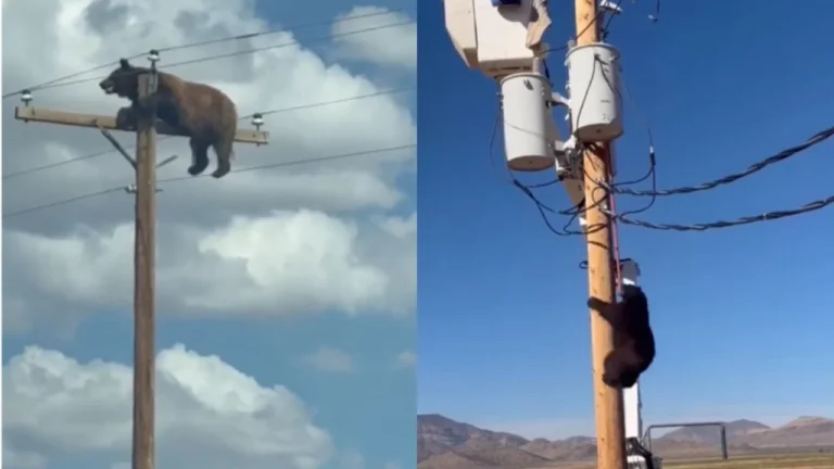 Urso causa apagão em vilarejo do Arizona ao subir em poste; entenda o resgate