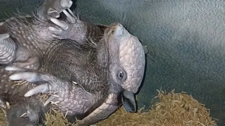 Vídeo de tatu sendo acordado em galinheiro viraliza e alcança 10 milhões de visualizações