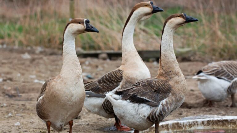 Agro: Lei proíbe produção e venda de foie gras no Brasil