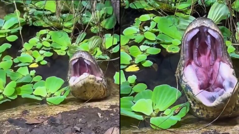 Anaconda revela comportamento curioso após refeição em vídeo que viraliza nas redes sociais