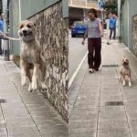 Cachorro chamado de "canguru" conquista a internet com seus pulos alegres em Santander, na Espanha