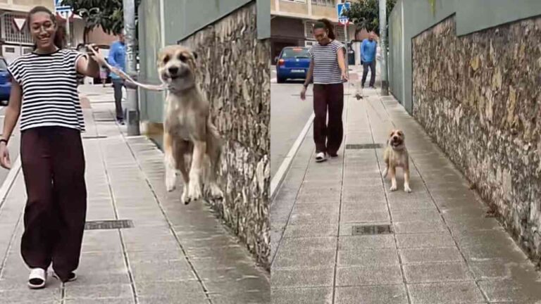 Cachorro chamado de "canguru" conquista a internet com seus pulos alegres em Santander, na Espanha
