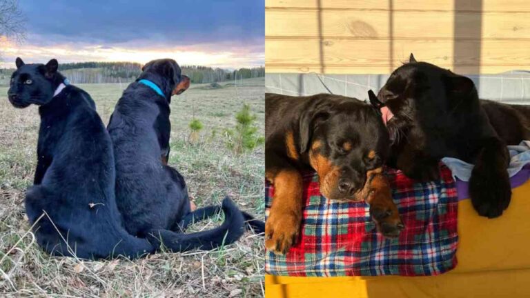 Pantera negra rejeitada pela mãe encontra amor e amizade em rottweiler na Sibéria