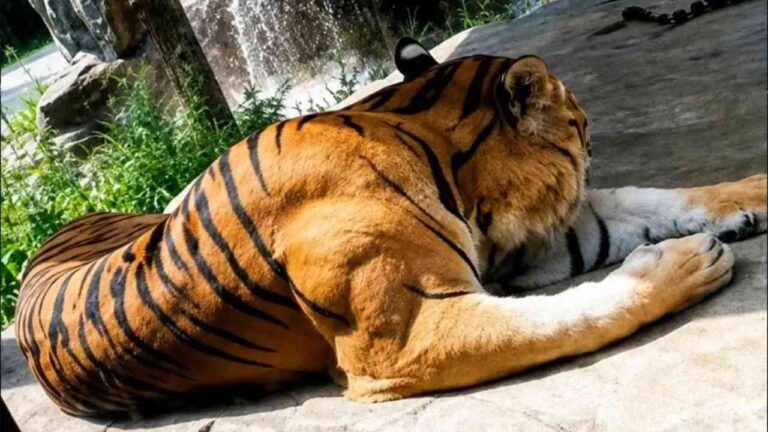 Tigre impressiona internautas com musculatura de fisiculturista durante safári