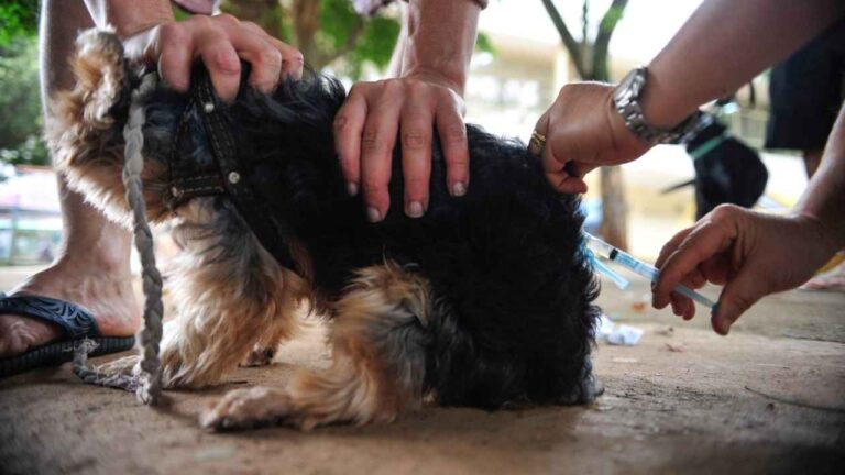 Vacinação contra a raiva em Patos de Minas inicia nesta segunda; confira datas e locais