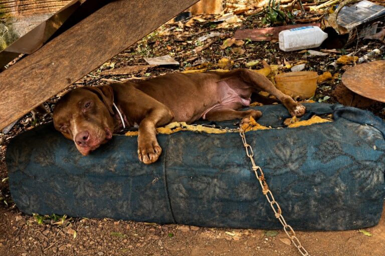 Cachorra é resgatada em condições graves de maus-tratos em Rio Paranaíba