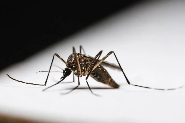 Método Wolbachia será ampliado para mais 34 bairros de Uberlândia