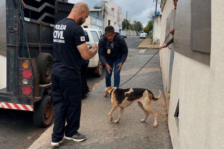 Nove cães Foxhound são resgatados de canil clandestino em Uberlândia