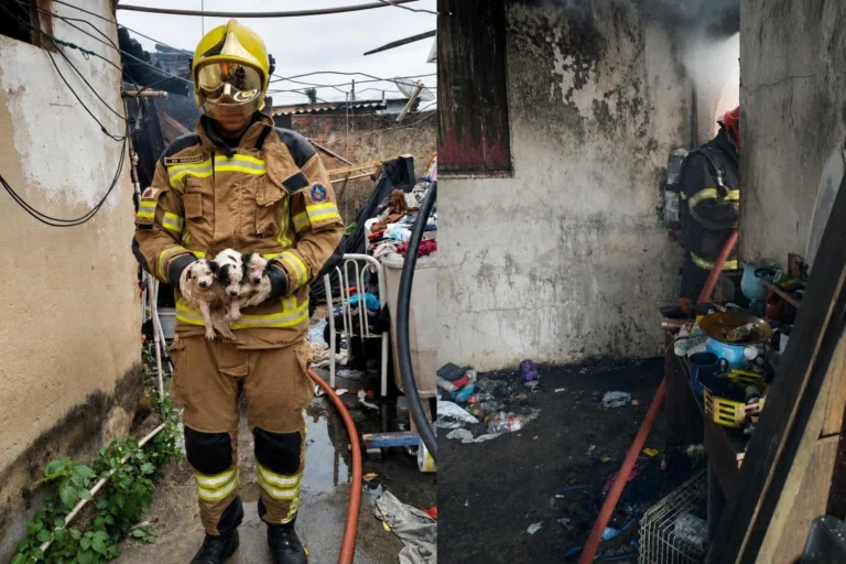 Oito filhotes são resgatados de edícula atingida por incêndio em Araxá