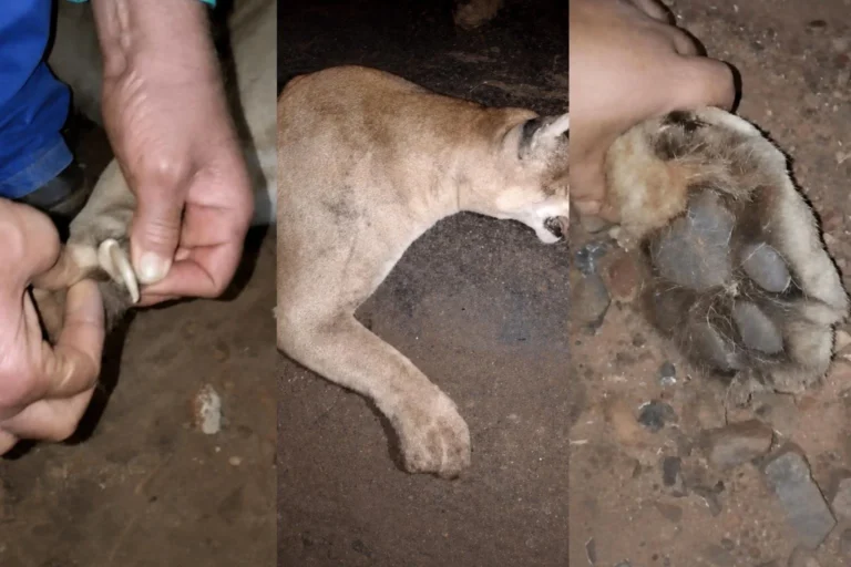 Onça-parda macho morre atropelada na MG-255, em Itapagipe