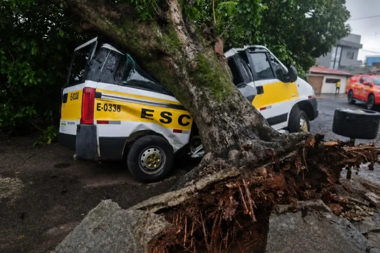 Vendavais provocam sete quedas de árvores em Uberlândia; veja quem acionar